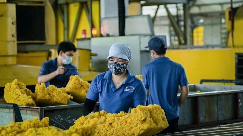 Tăng thu mua mủ cao-su tiểu điền giúp ổn định thị trường 